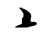 brd3