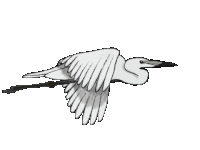 brd4